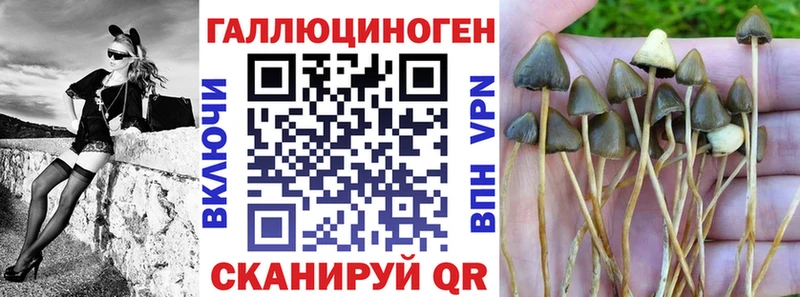 сколько стоит  Кохма  Псилоцибиновые грибы Cubensis 