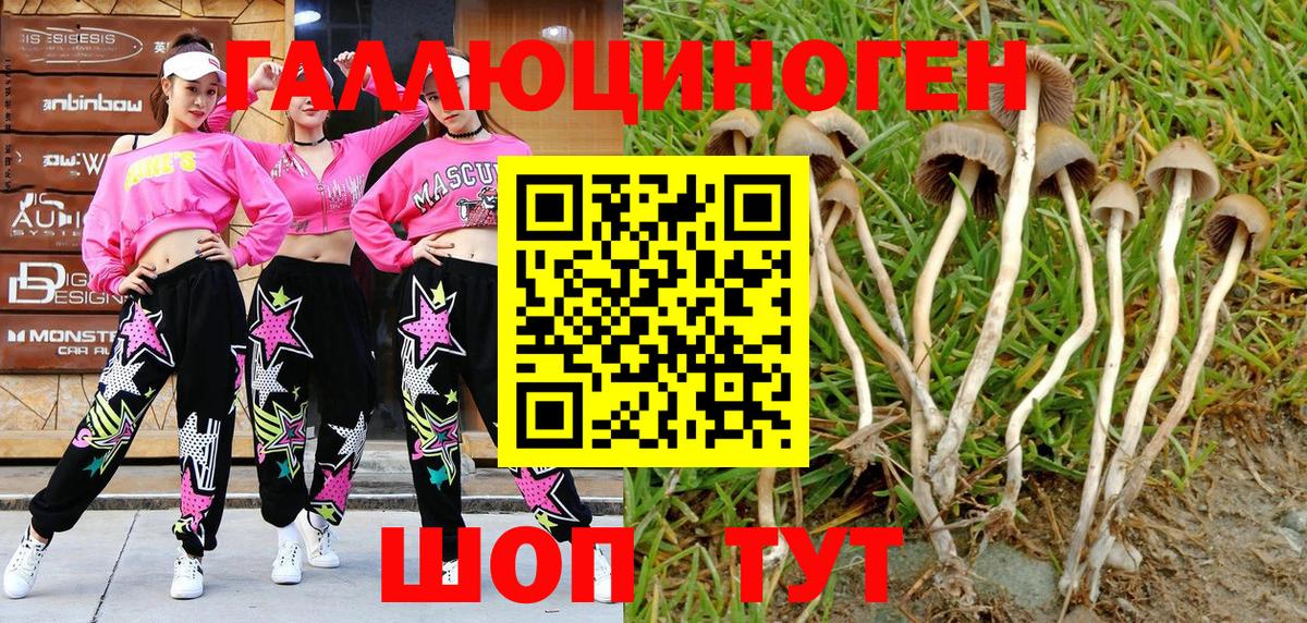 Псилоцибиновые грибы GOLDEN TEACHER  Вход с VPN  Псилоцибиновые грибы Psilocybe  Кохма 